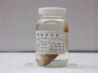 藏品(六帶鰺)的圖片